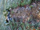 image of grave number 933321